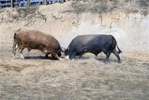 „Грмечка корида”: Кукан победио Агресора